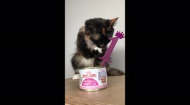 Rescued cat celebrates her first birthday with her forever family in South Africa