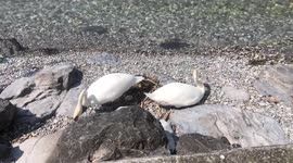 El amor mas puro !Los cisnes son fieles  ...