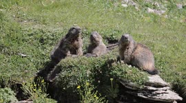4K adorable young marmot with his/her parents enjoying sunny day in swiss Alps