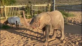 Orphaned albino elephant, Khanyisa, goes for a walk around the orphanage with companion sheep, Lammie