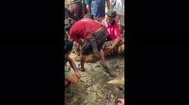 Tiger 'dies from dehydration' after Indonesian locals attempt to help it