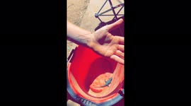 'Sacramento Woman Explains How to Catch a Lizard with a Piece of Grass *≈3 Million Views*'
