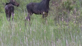 Wild Canadian Moose On The Side Of The Highway Near Sault Ste. Marie Feeding on Foliage