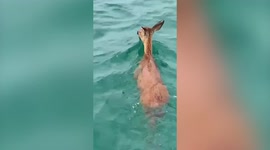Fishing boat skipper rescues young deer found half a mile out to sea