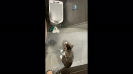 Poor cat was frightened by a sensor trash can.