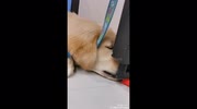 temp