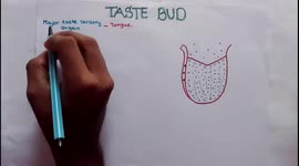 Taste Bud - Structure and function