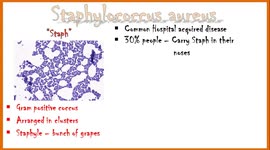 Staphylococcus aureus - Diseases, Clinical Presentation, Virulence Factors, Diagnosis & Treatment