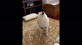 A Tiny Chihuahua Howls At The Moon In Ibagué, Colombia