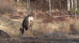 Wild Deer in Northern Canada's Yukon Territory