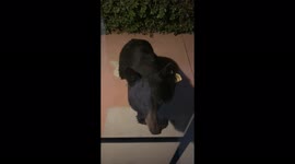 Black bear in the backyard decides to ask for permission to come inside!