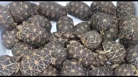 Endangered  Indian start tortoises rescued from a smuggling gang in South India