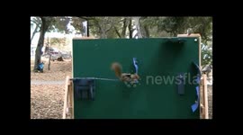 Squirrels - the acrobats of the animal world are helping scientists develop ever more agile smart robots.