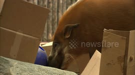 Red river hogs are foxy-looking and having fun