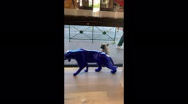 Funny video of a dog barking on the plastic panthère. He believes it’s a real one