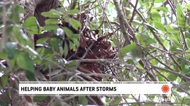 Some baby animals may be in need of help after storms