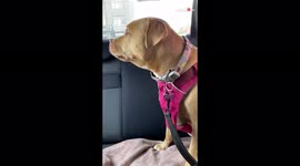 Harumph! Adorable sulking dog upset with owner for picking her up early from daycare