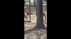 Kangaroo battles through the fence for a partner