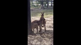 Kangaroo courting female through fence