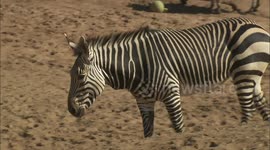 The Differences Between Hartmann's Mountain Zebras and Grévy's Zebras