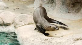 With the help of a friend, this blind otter in the US learns his new surroundings