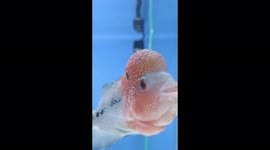 Flowerhorn Kenko Tomi: Saying Hello!