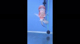Flowerhorn Kenko Tomi : Goofing and Swimming!
