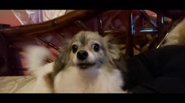 My cute dogs gets angry when i hit near then barks and bite .