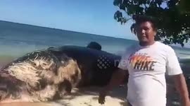 Huge 25ft long whale shark carcass washes up after typhoon in the Philippines