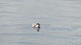 Beautiful, protective Australian Shelducks with their cute duckling