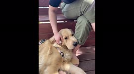 Leisurely Afternoon with a Cute Golden Retriver(Republic of Korea, Seoul)