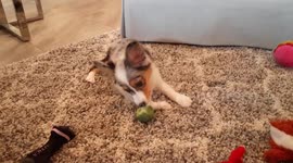 Cute Australian Shepherd puppy tries broccoli for the first time