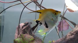 Angelfish: Saturday Morning Glory!