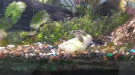 Otto fish : Working hard to clean the Algae. Pretty fast and exicited, too!