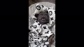 Frenchie snoring after the bath in a bathrobe