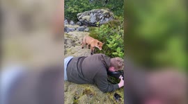 Moment curious baby fox interrupts photography session in Lofoten, Norway