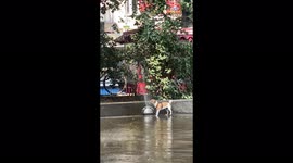 Funny dog gets angry at fountain and bites water jet