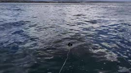 Mossel Bay white sharks can jump! South Africa is the home of the most epic shark action!