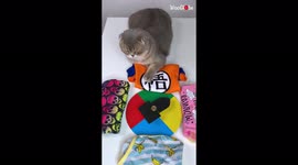 'This Cat has the BEST Fashion Advisor *≈6 Million Views*'
