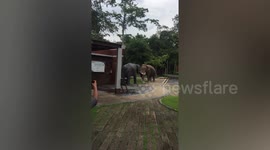 Angry wild elephant attacks MODEL jumbo after mistaking it for a love rival