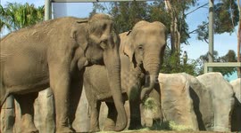 New elephant introduced to enclosure mates by keepers at US zoo