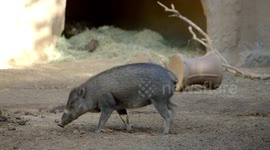 These Piglets Are Loving Checking Out Their New Home
