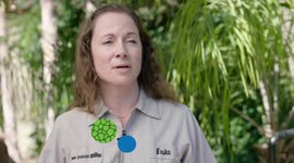 This Mossy Leaf Tailed Gecko Can Disappear In the Blink of an Eye