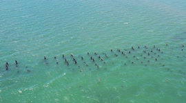 pelicans and old sunken pier in the Yavaros seaport. Yavaros-Moroncarit are located in the municipality of Huatabampo Sonora Mexico.