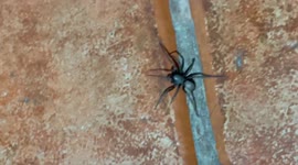 Spider on my room!!! I saw this visitor while walking on my room!