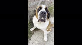 'The Best Egg Collector Ever - Cute Dog Tries to Fit a Goose Egg in her Mouth'