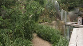 Prague zoo in Czech Republic raising funds for Tasmanian devils