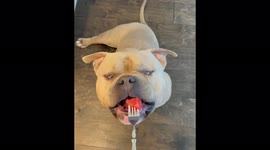 Bulldog with appetite for watermelon and makes unusual sounds