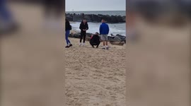 Holidaymakers seen harassing terrified pregnant seal on beach in Norfolk, UK forcing it to flee