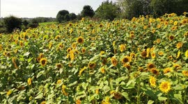 Beautiful Sunflower Field By Drone!